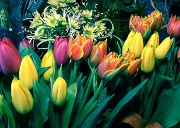 kwiaty bukiet tulipany