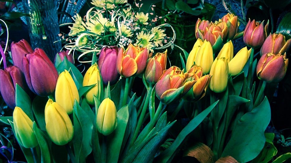 kwiaty bukiet tulipany