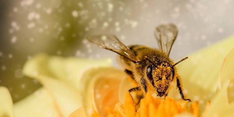 pszczola pixabay