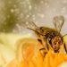pszczola pixabay