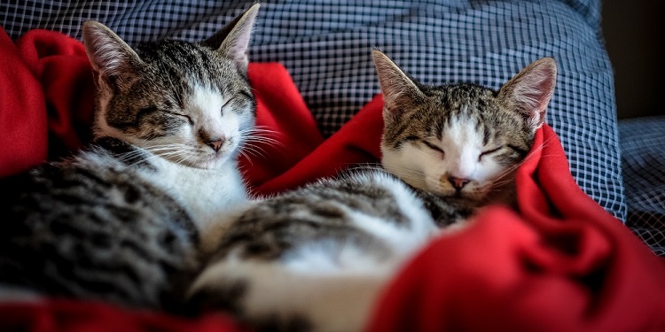 A close shot of two cute cats sleeping in a red blanket