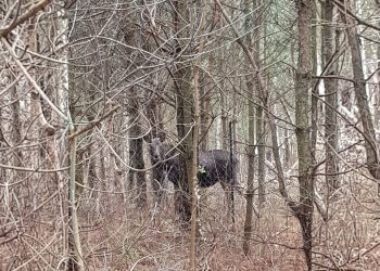 zdjęcie jest ilustracją do tekstu