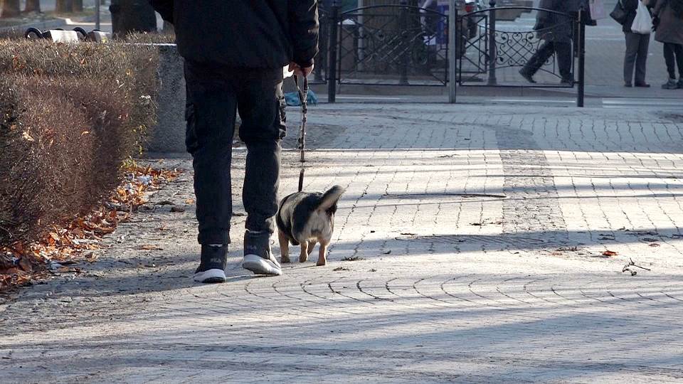 pies spacer z psem