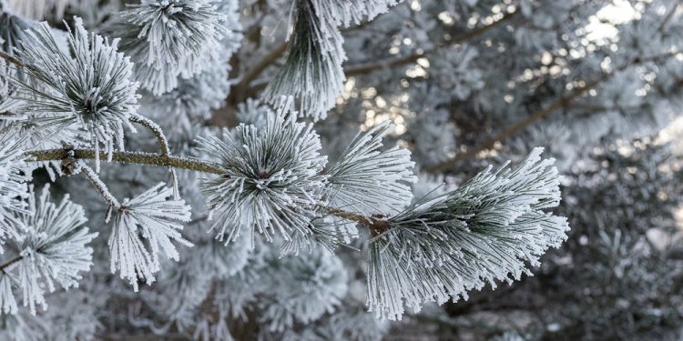 Synoptycy ostrzegają przed silnym mrozem 1 zdjęcie ilustracyjne