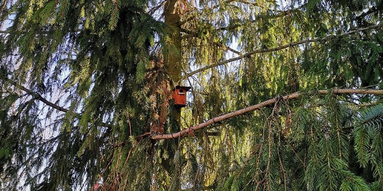 CEE zaprasza na obserwację ptaków 1 budka dla ptakow