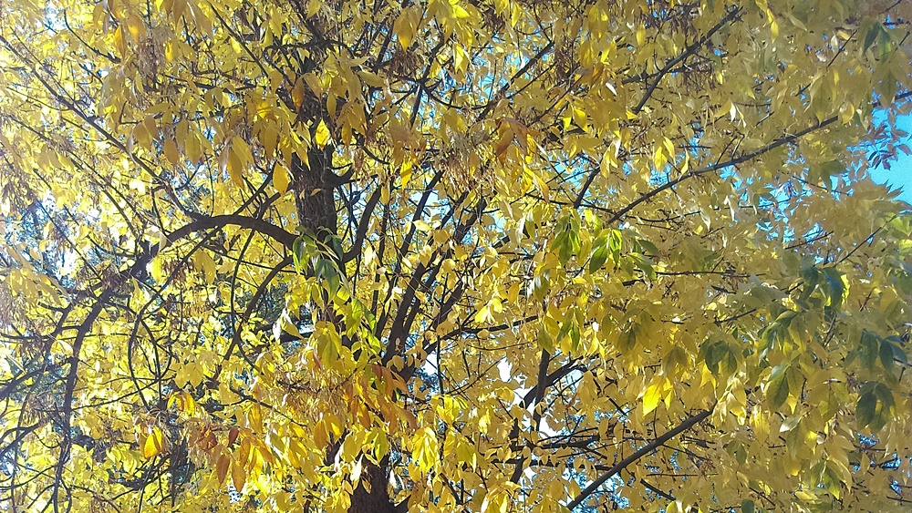 jesien drzewo