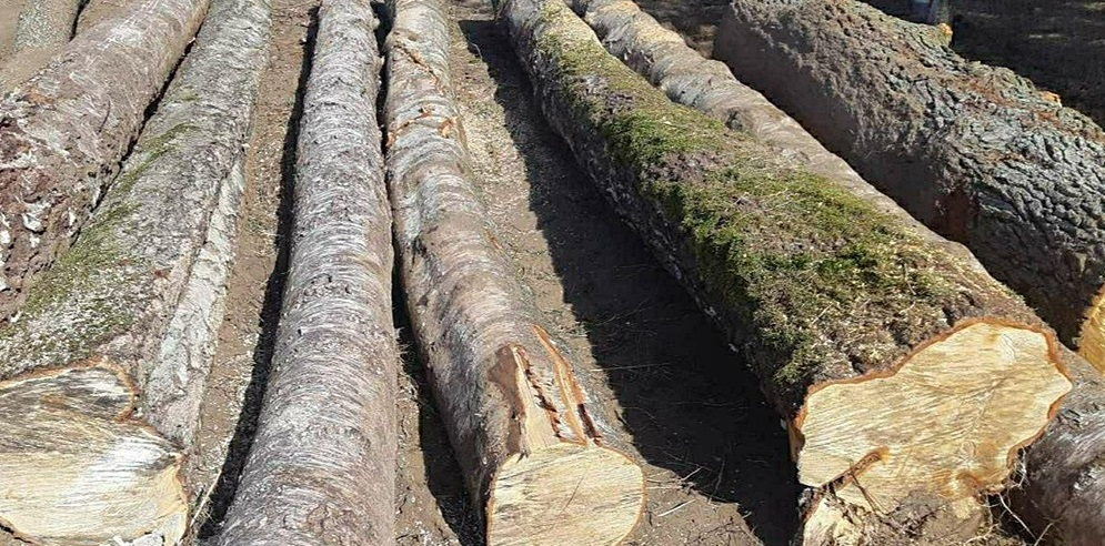 kradziez drzewa KPP w Elku crop