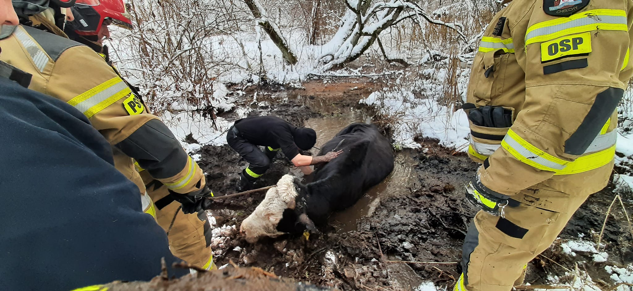 Krowa tonęła w bagnie. Pomogli strażacy
