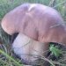 Ełckie Stowarzyszenie Ekologiczne zaprasza na rodzinne grzybobranie 10 grzyb las grzybobranie