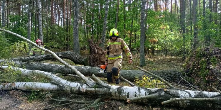 Wiatrołomy, zdj. OSP Orzysz