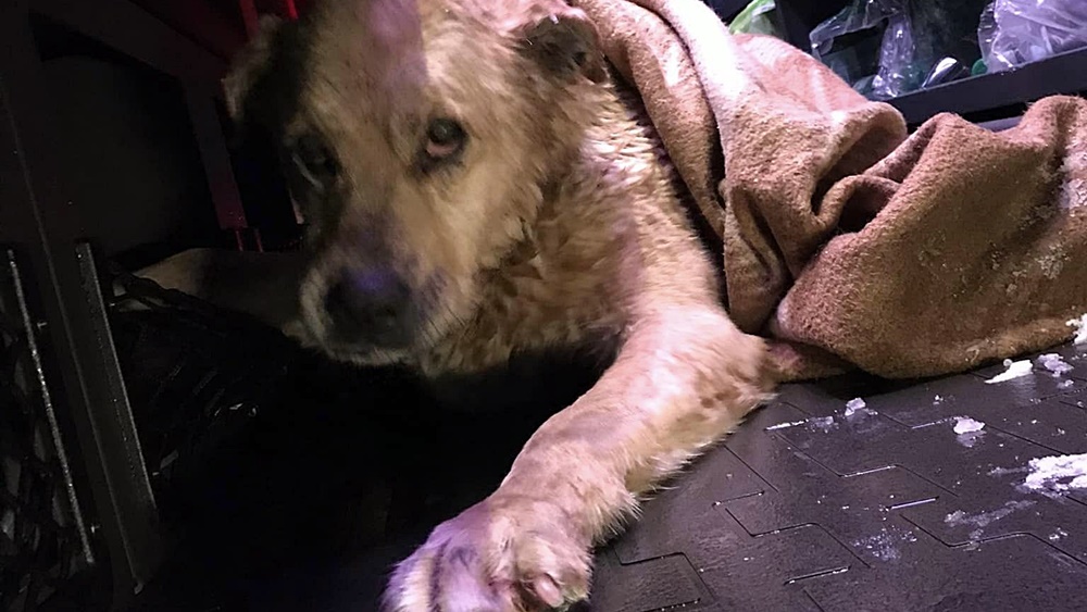 uratowany pies OSP Wydminy
