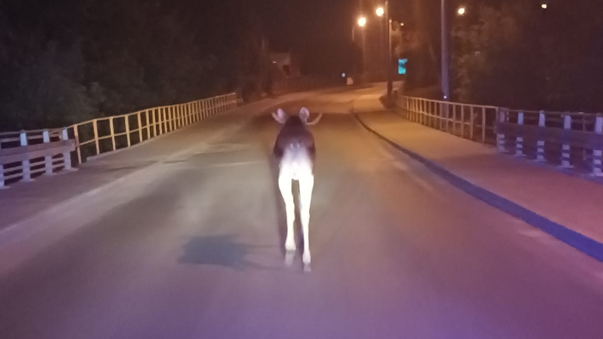 Pomogli łosiowi odnaleźć drogę do lasu