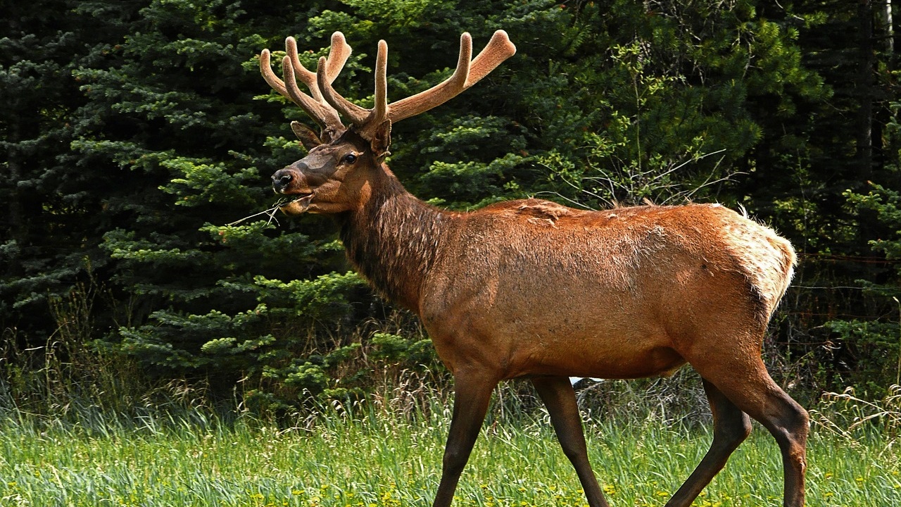 elk 50296 1280 crop