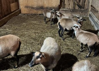 Parafia PW. Matki Bożej Częstochowskiej w Becejłach