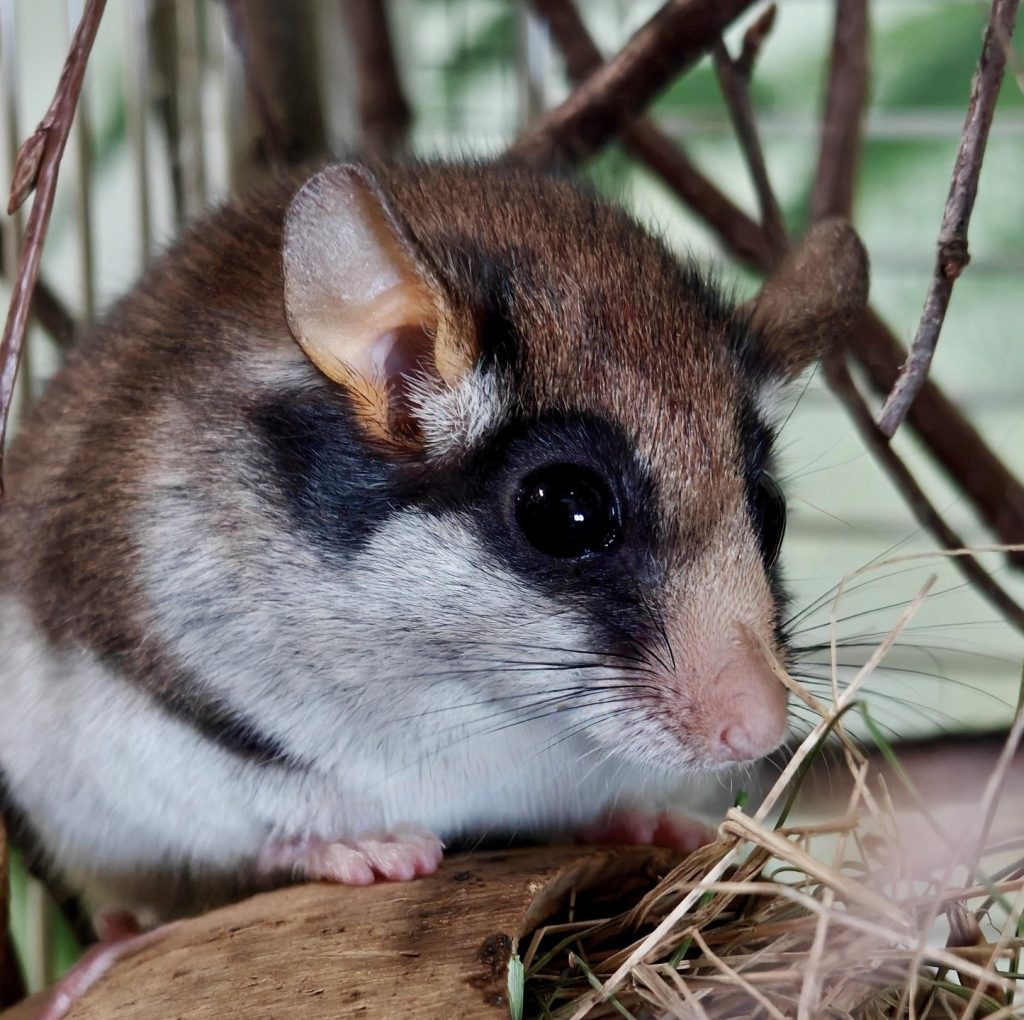 489691668 985939847043974 2352509989907107247 n