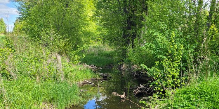 To będzie integracyjne sprzątanie rzeki 1 1000027291