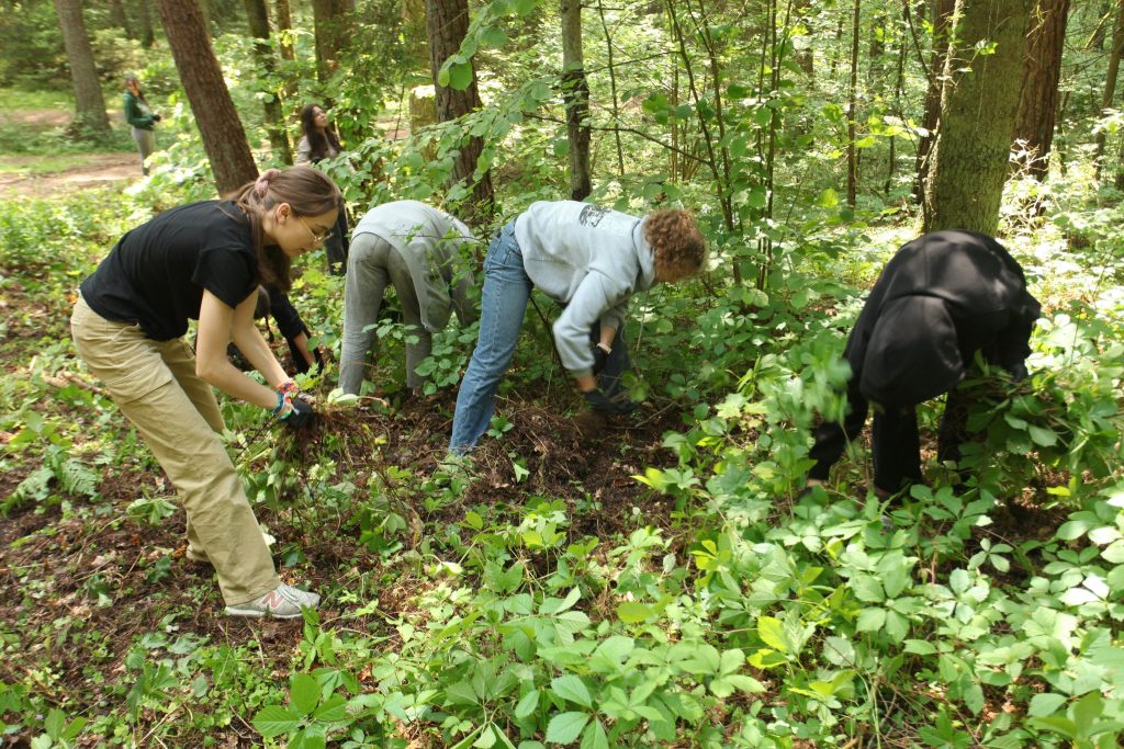 Walczyli z inwazyjnymi gatunkami roślin 1 WPN