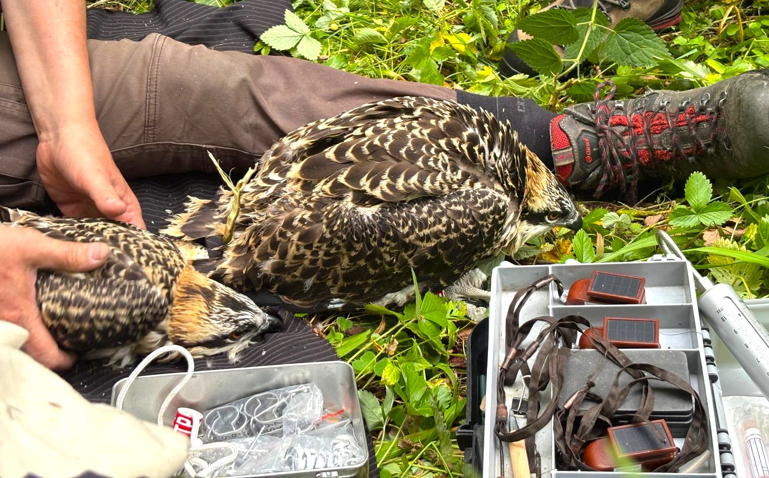 514467349 1073543158255905 1007327373436812216 n