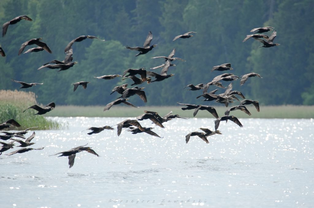 515097074 1171124388391520 6334014461759709983 n