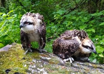 Fot. Nadleśnictwo Maskulińskie