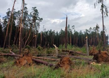 Trąba powietrzna wyrządziła szkody w dwóch leśnictwach 4 Fot. Nadleśnictwo Ełk/FB