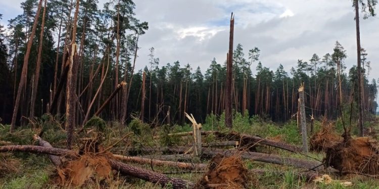Trąba powietrzna wyrządziła szkody w dwóch leśnictwach 1 Fot. Nadleśnictwo Ełk/FB