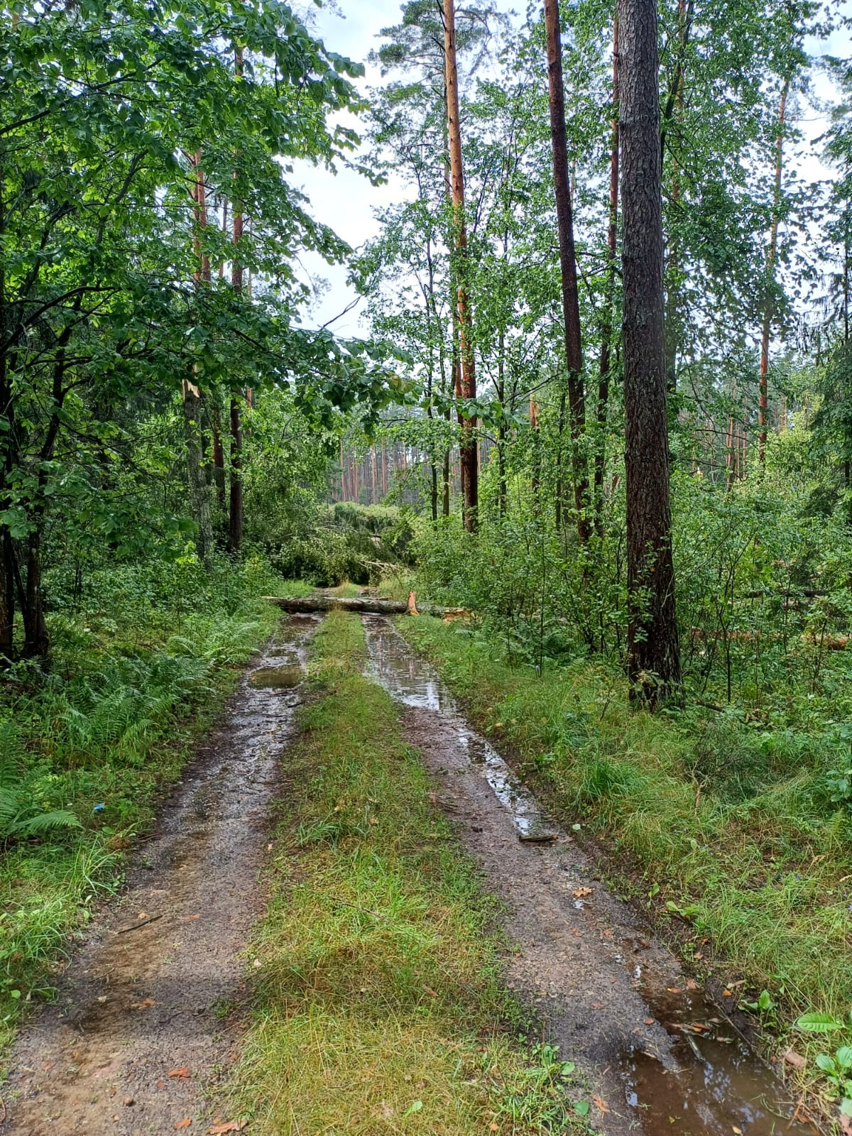 Trąba powietrzna wyrządziła szkody w dwóch leśnictwach 4 523122648 1070998128546513 4983312166461517274 n