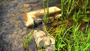 Szlakami Suwalszczyzny - Kiepojcie 16 Image25