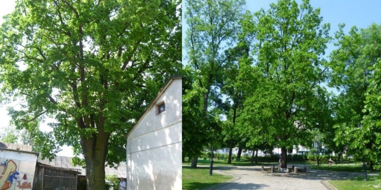 Sześć nowych pomników przyrody w Suwałkach 1 ZDiZ Suwałki