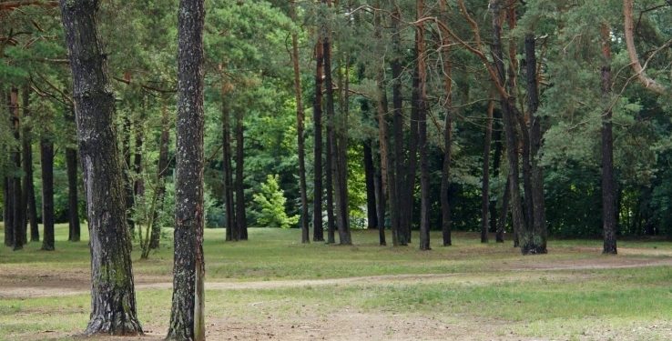 Sosny pod topór 1 os