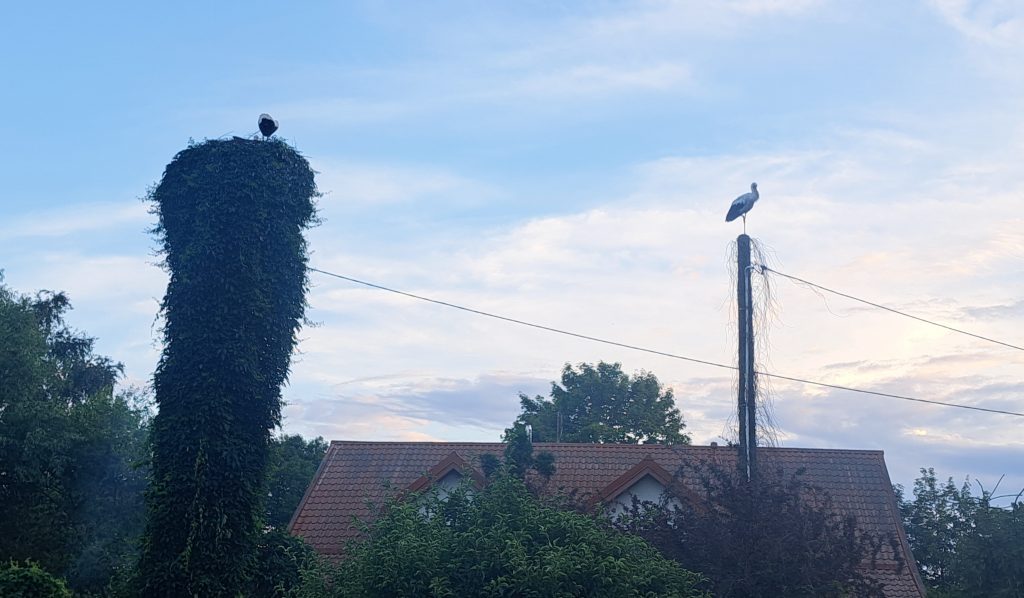 20250720 201820 crop