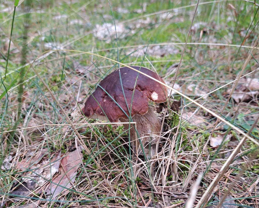 Jak bezpiecznie zbierać grzyby? 1 20250727 094543 crop