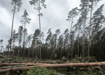 Leśnikom zależało na czasie- las ponownie dostępny 6 Fot. https://www.facebook.com/Nadlesnictwo.Elk
