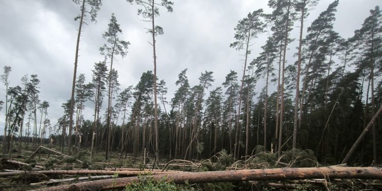 Fot. https://www.facebook.com/Nadlesnictwo.Elk