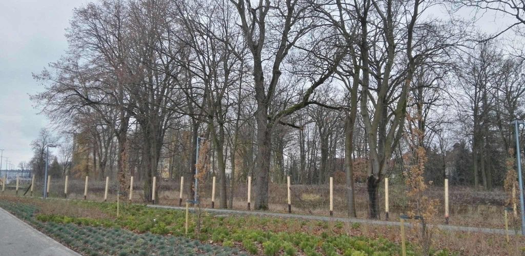 received 1943034033127526 crop