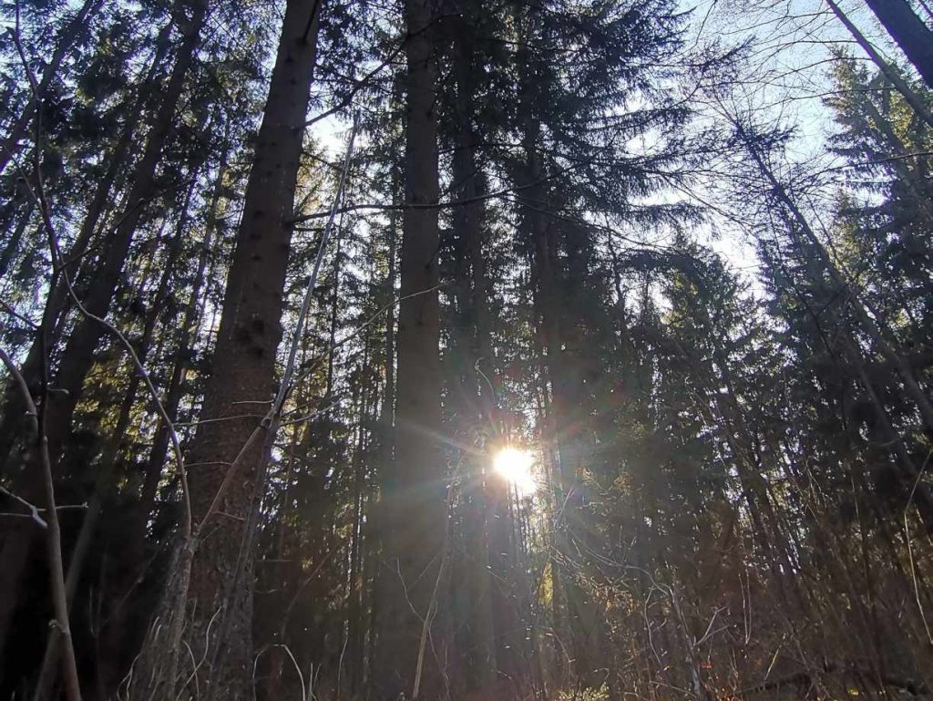 Stracili orientację w lesie. Pomogli policjanci 1 received 2958785380966160 crop