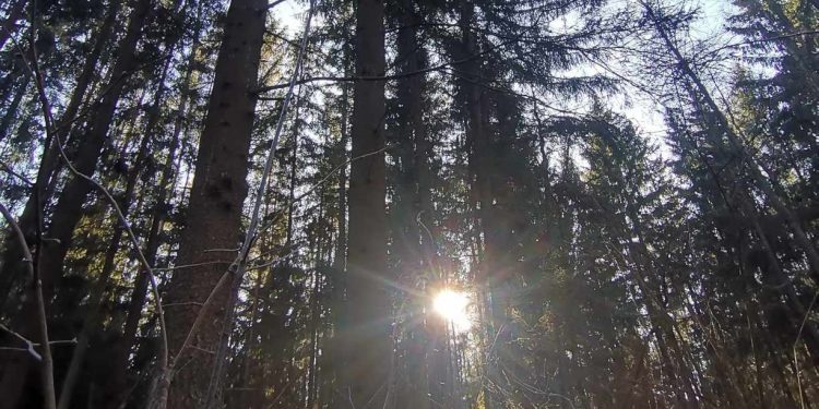 Stracili orientację w lesie. Pomogli policjanci 1 Zdjęcie ilustracyjne