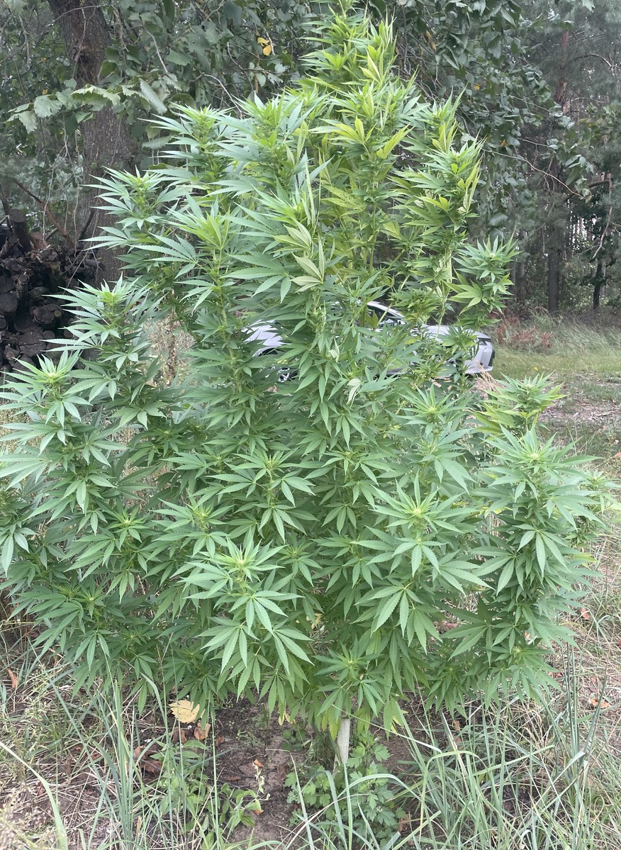 Mówił, że to były samosiejki 2 120 277278