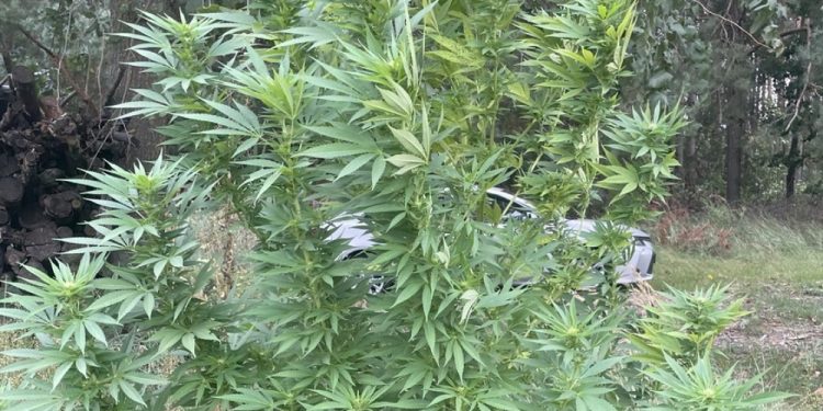 Mówił, że to były samosiejki 1 KPP Augustów