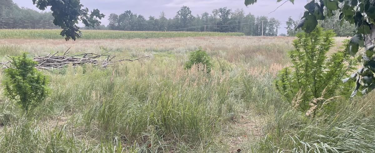 Mówił, że to były samosiejki 3 120 277279