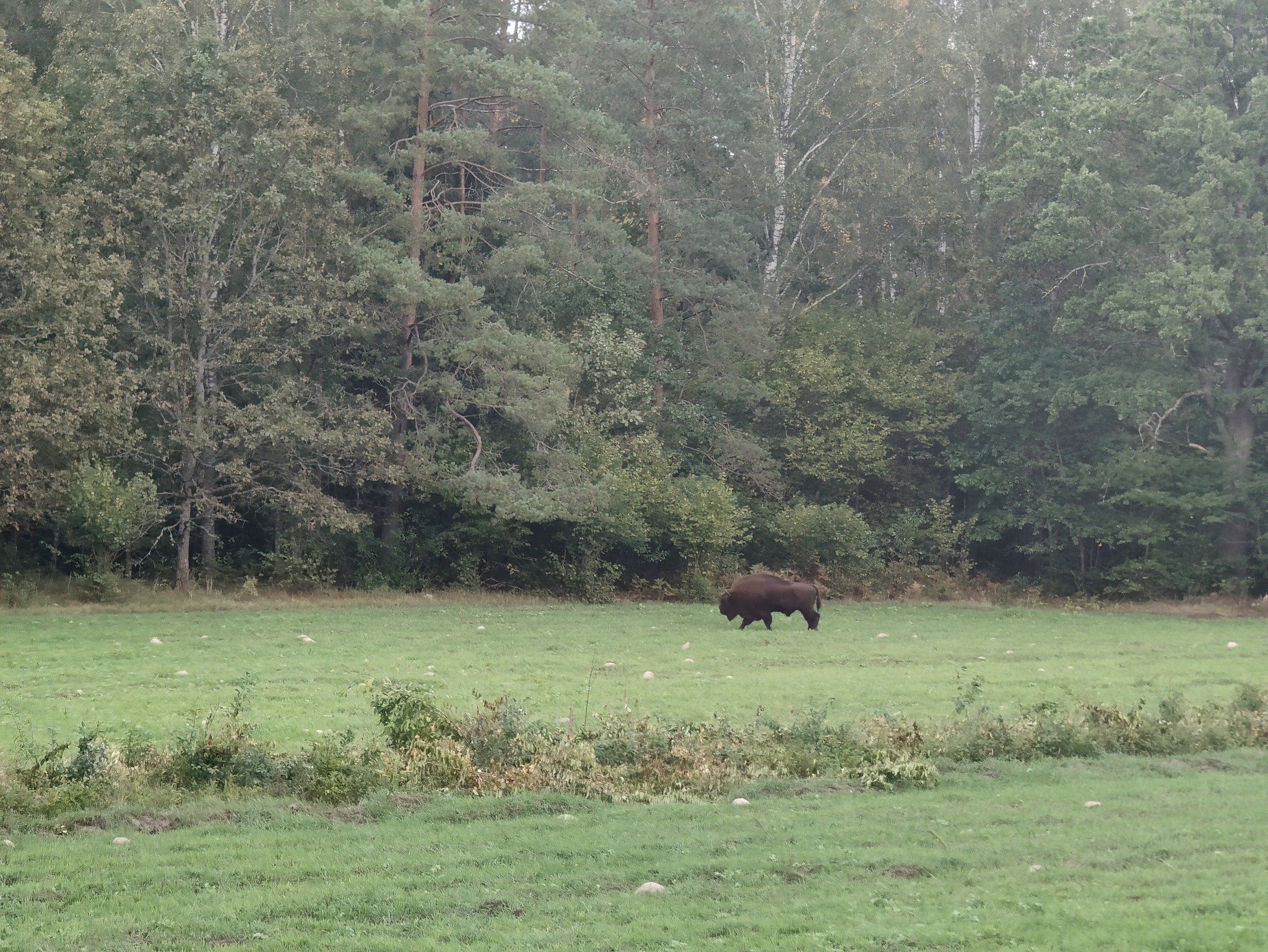 Żubrzy bufet szykuje na zimę Nadleśnictwo Augustów 2 552093411 122144812514837065 996441660777859604 n