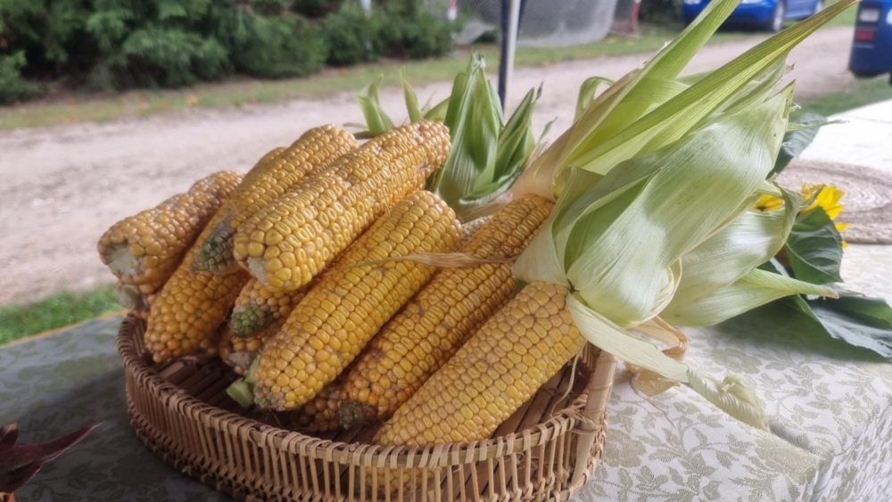 Piknik Rodzinny Ziemniaka i Buraka 11 Piknik Rodzinny Ziemniaka i BurakaPiknik Rodzinny Ziemniaka i Burakaca50e3b4 5d8f 4438 8494 4be829e07d68