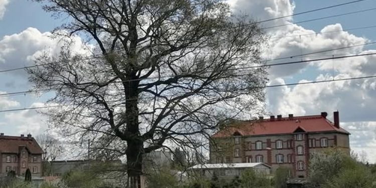 Dąb pod szczególnym nadzorem 1 dab na str