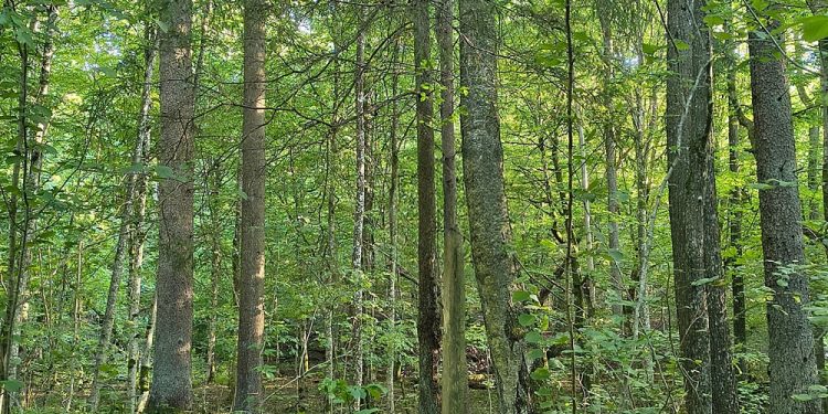 Rodzinne warsztaty w Becejłach 1 zdj. ilustracyjne