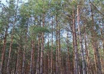 Zdjęcie jest tylko ilustracją do tekstu/Fot. Radio 5