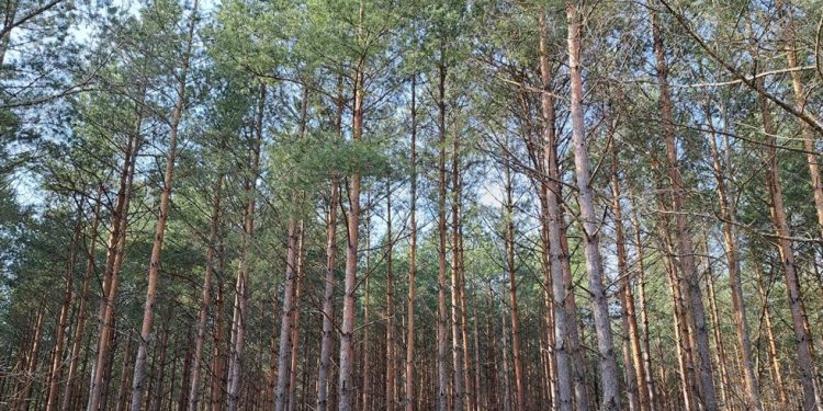 Szansa na zwiedzenie wyłuszczarni nasion 1 Zdjęcie jest tylko ilustracją do tekstu/Fot. Radio 5