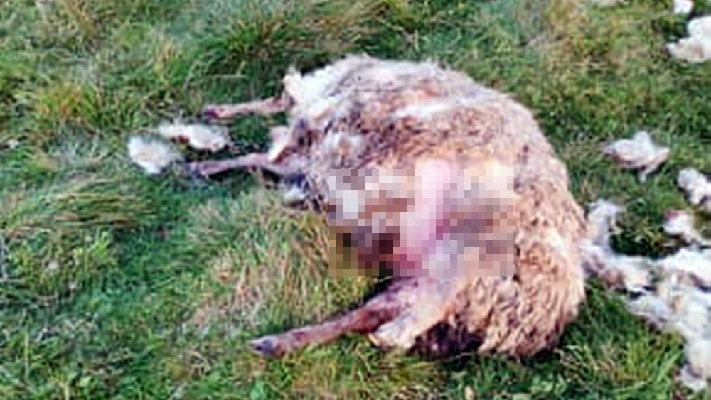 Wilki zagryzły owce koło Filipowa 2 1 1