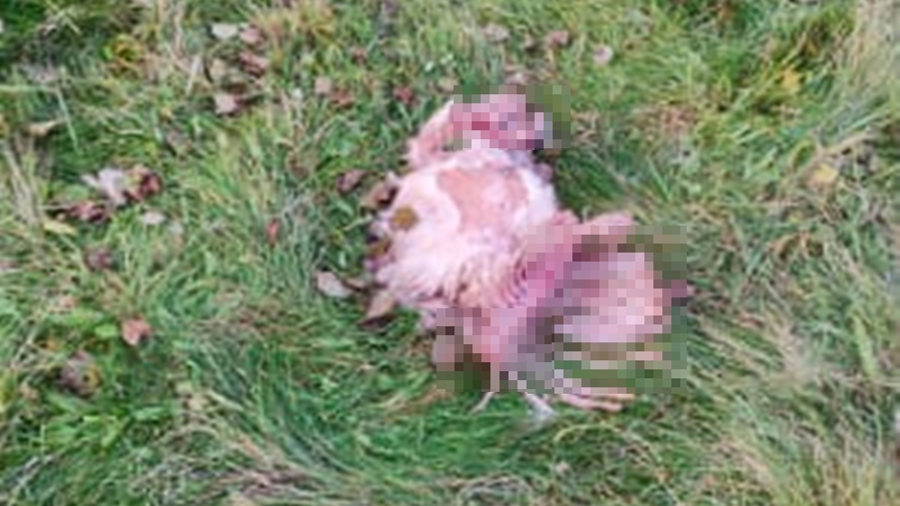 Wilki zagryzły owce koło Filipowa 3 2 1