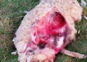 Wilki zagryzły owce koło Filipowa 7 3 1