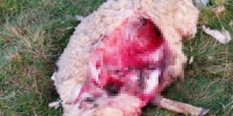 Wilki zagryzły owce koło Filipowa 1 3 1